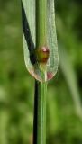 Anisantha sterilis