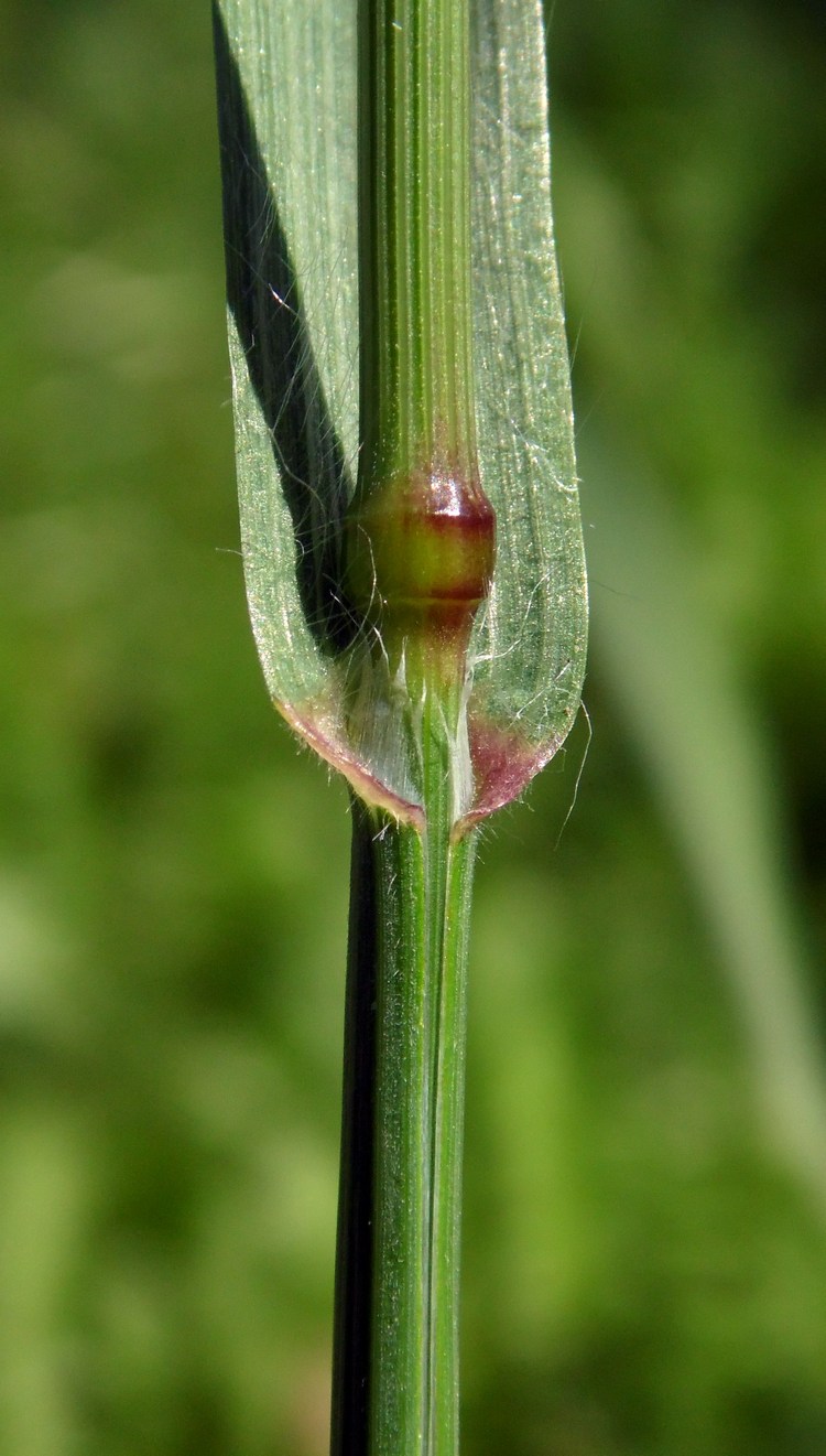 Изображение особи Anisantha sterilis.