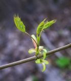 Acer platanoides. Побег с распускающимися листьями. Пермский край, г. Пермь, Кировский р-н, в подлеске соснового бора. 14.05.2016.