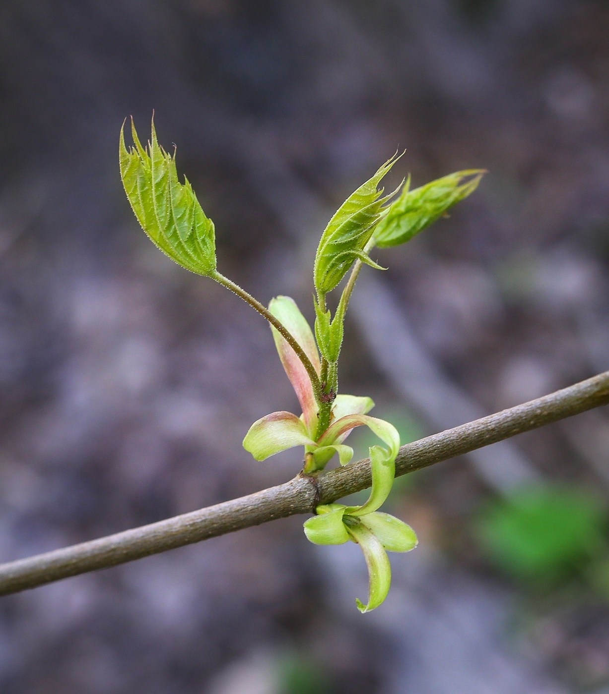 Изображение особи Acer platanoides.