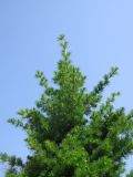 Larix gmelinii