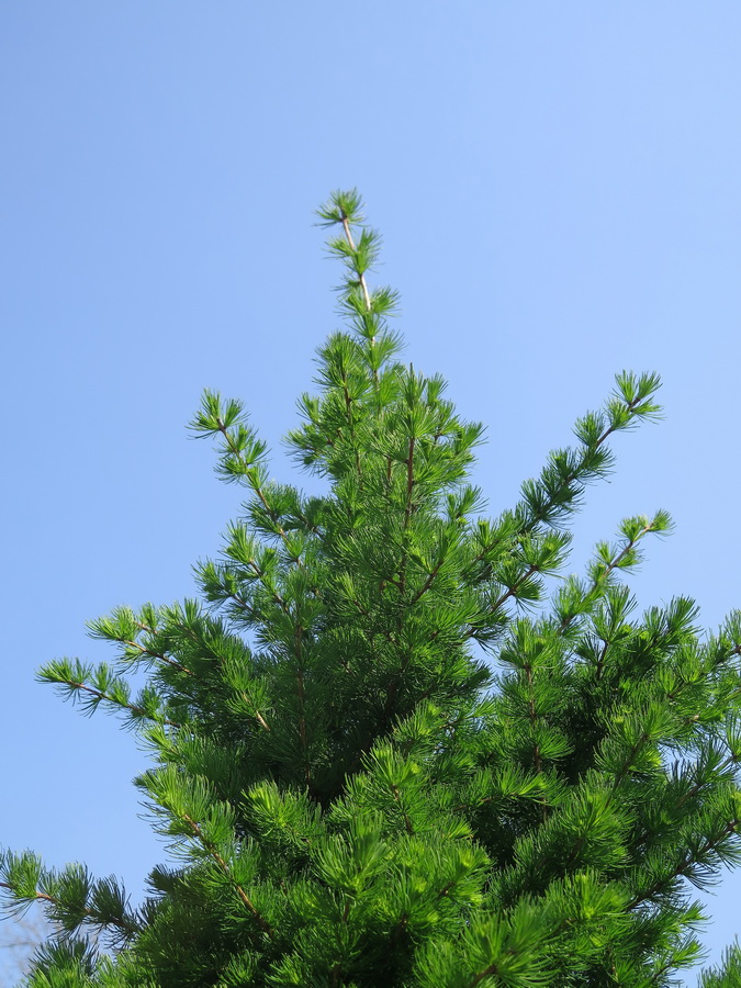 Image of Larix gmelinii specimen.