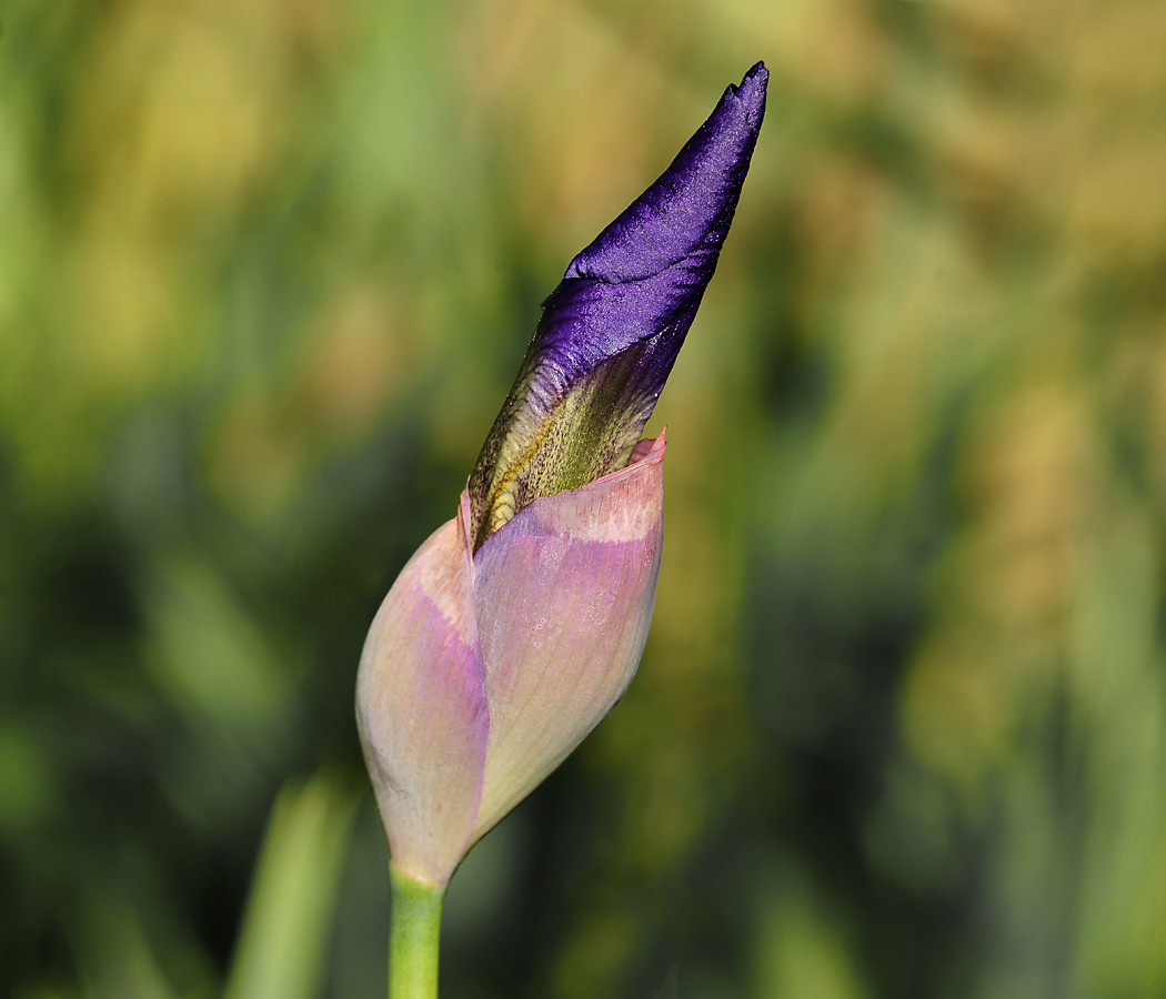 Image of genus Iris specimen.
