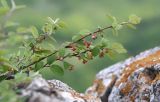 Cotoneaster melanocarpus. Ветви с цветками. Приморский край, Партизанский р-н, хр. Лозовый, известняковые скалы. 02.06.2016.