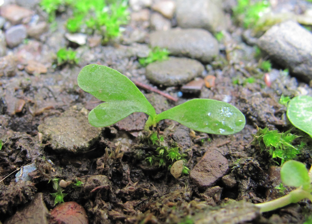 Image of Unknown species specimen.