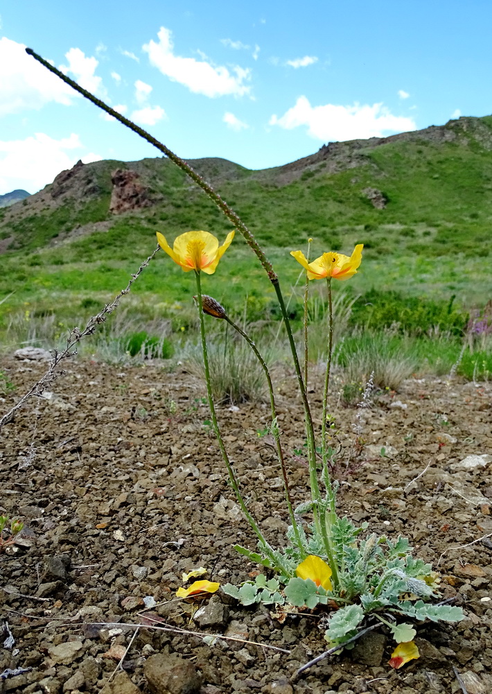 Изображение особи Glaucium squamigerum.