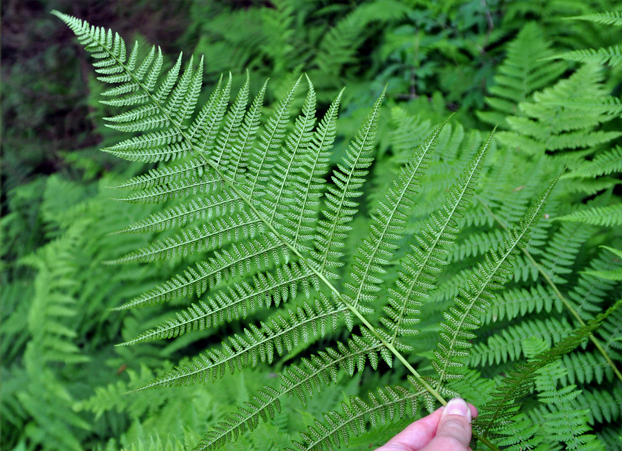 Image of Athyrium filix-femina specimen.