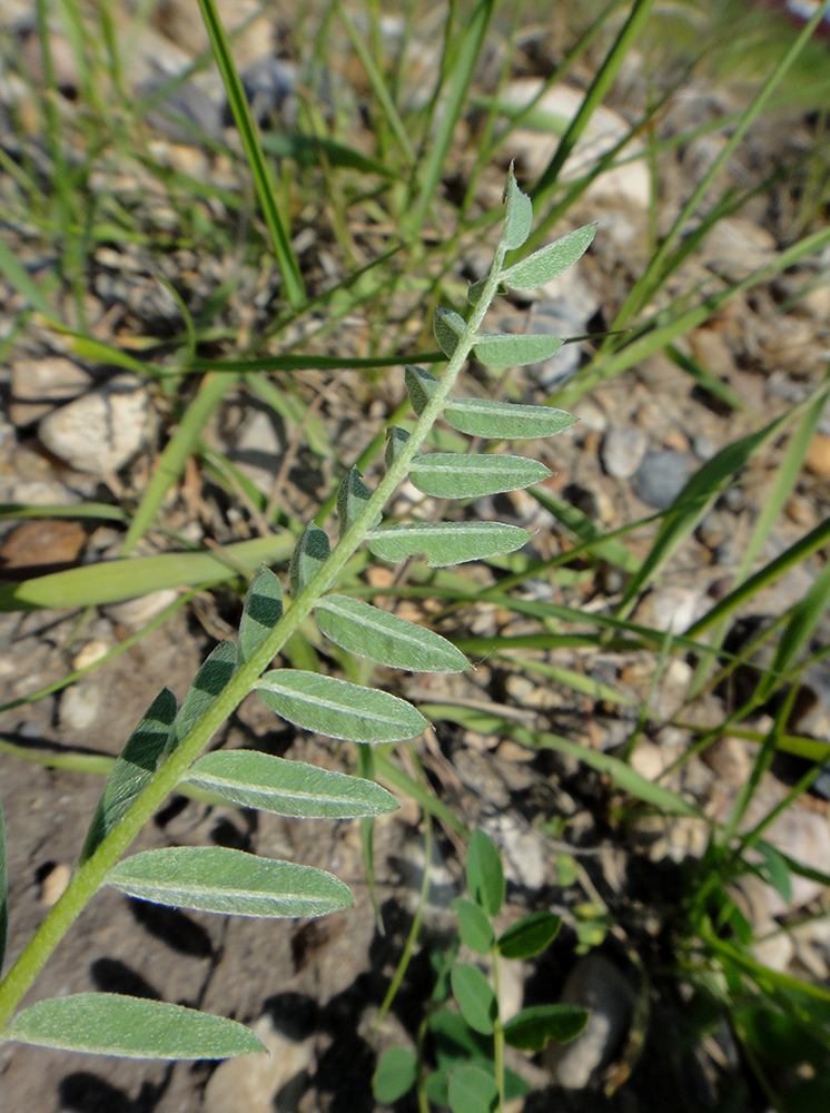 Изображение особи Astragalus uliginosus.