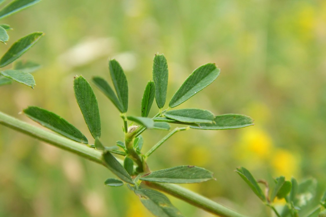 Image of Medicago falcata specimen.