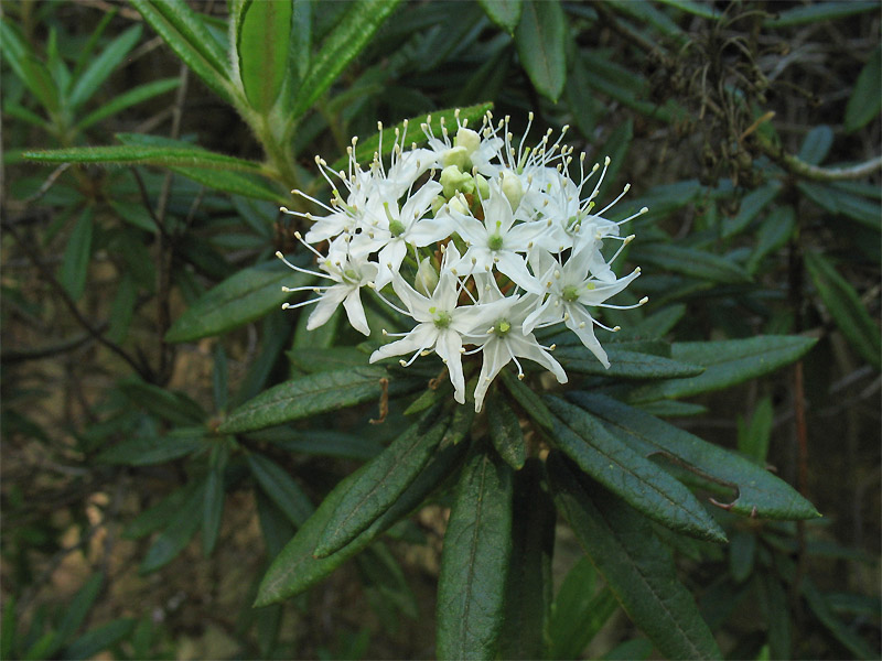 Image of Ledum hypoleucum specimen.