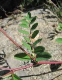 Astragalus brachytropis