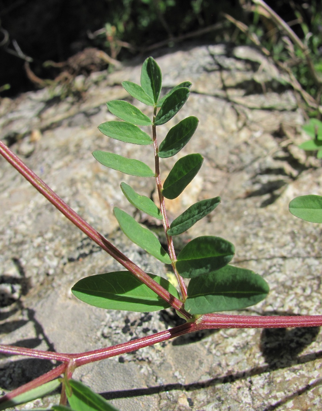 Изображение особи Astragalus brachytropis.