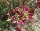 Bupleurum rotundifolium