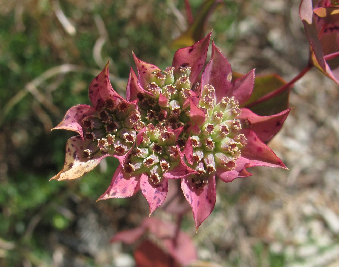 Изображение особи Bupleurum rotundifolium.