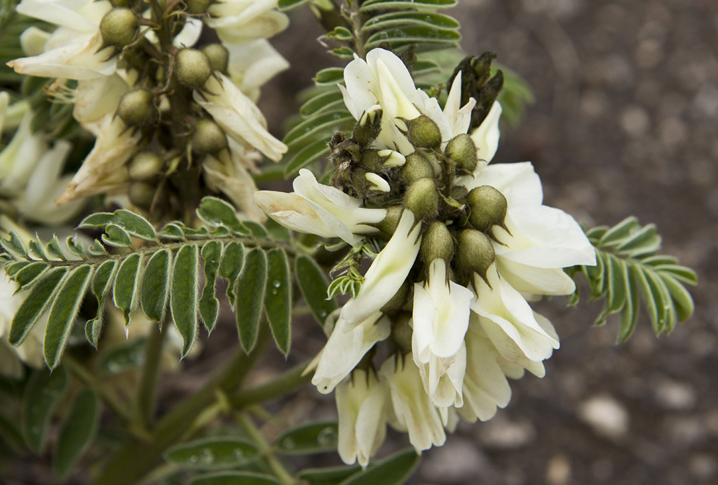 Изображение особи Erophaca baetica ssp. orientalis.