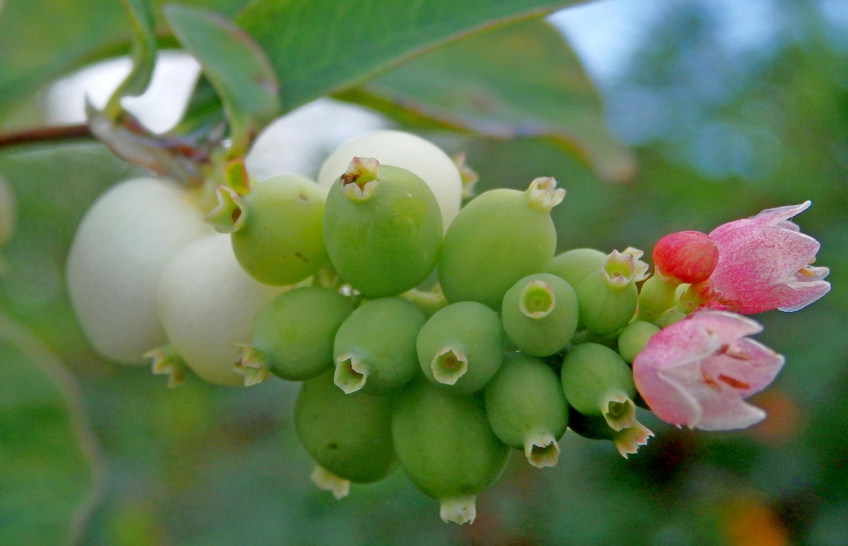 Изображение особи Symphoricarpos albus var. laevigatus.