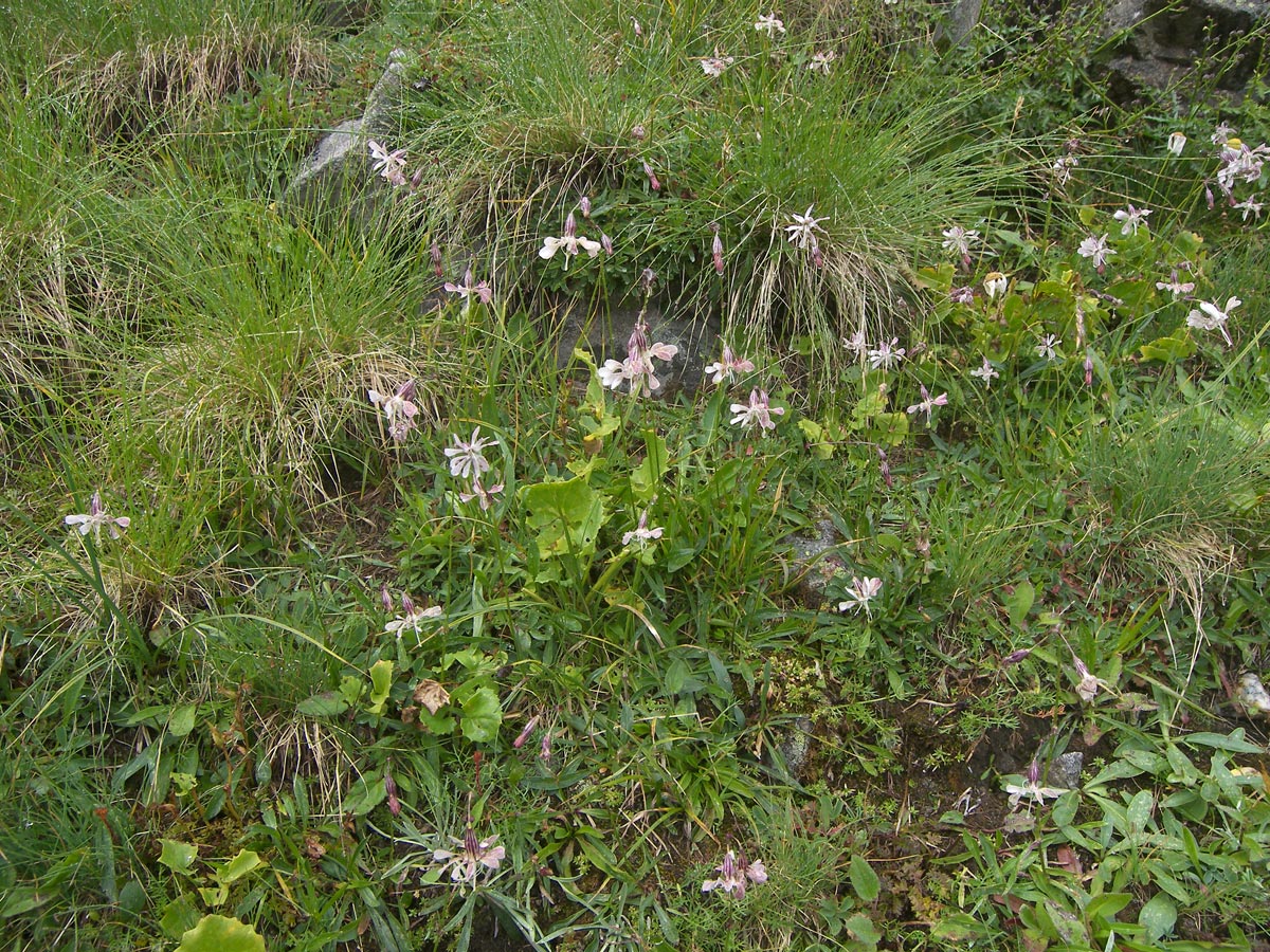 Image of Silene boissieri specimen.