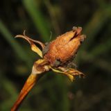 Parnassia palustris