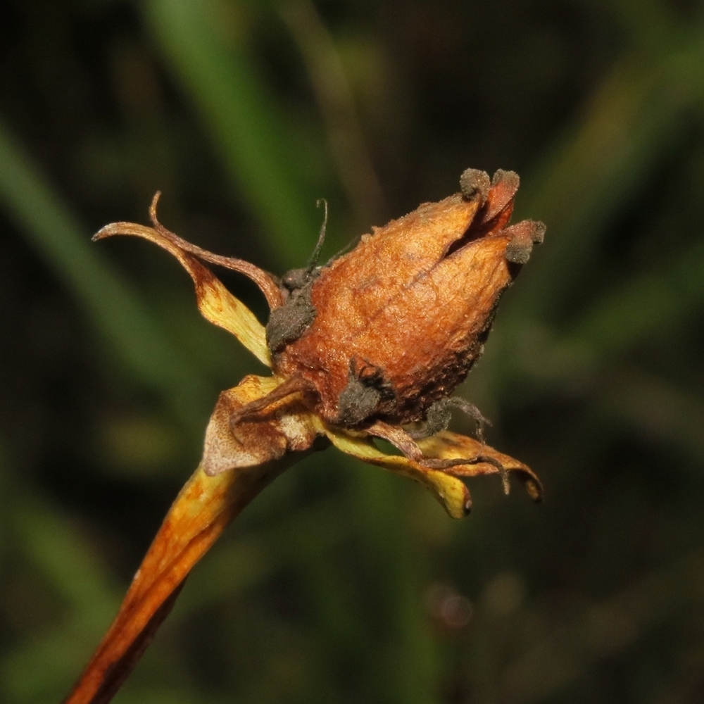 Image of Parnassia palustris specimen.