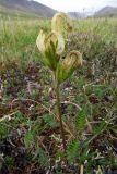 Pedicularis capitata. Отцветающее растение. Чукотка, Шмидтовский р-н, хр. Паляваам, верховья р. Алыпыртын, юго-западный склон пер. Топографов, тундра. 20.07.2014.