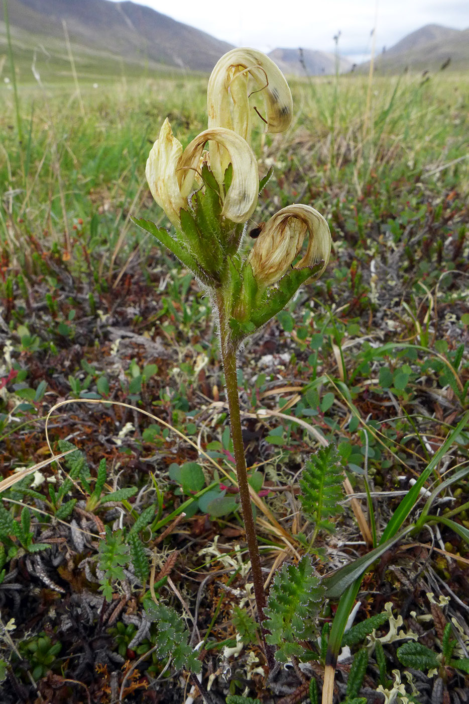 Image of Pedicularis capitata specimen.