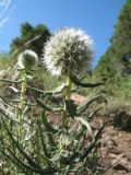 Echinops tschimganicus. Верхушка расцветающего растения. Южный Казахстан, Таласский Алатау, окр. запов. Аксу-Жабаглы, горы Таскора, ур. Байтана, выс. 1550 м н.у.м. 8 июля 2016 г.