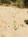 Sixalix arenaria