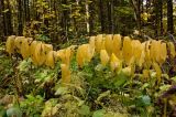 Polygonatum multiflorum. Верхушки плодоносящих растений в осенней окраске. Пермский край, Пермский р-н, подножие Иван-Горы. 25 сентября 2016 г.