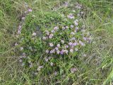 Thymus dubjanskyi