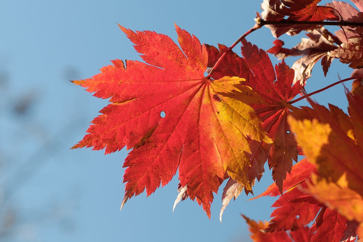 Изображение особи Acer pseudosieboldianum.