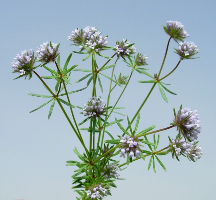 Изображение особи Asperula setosa.