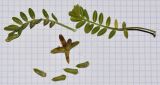 Astragalus tribuloides