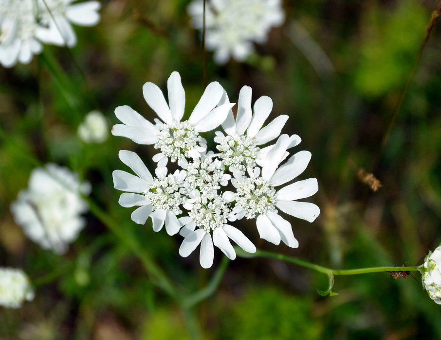 Image of Orlaya grandiflora specimen.