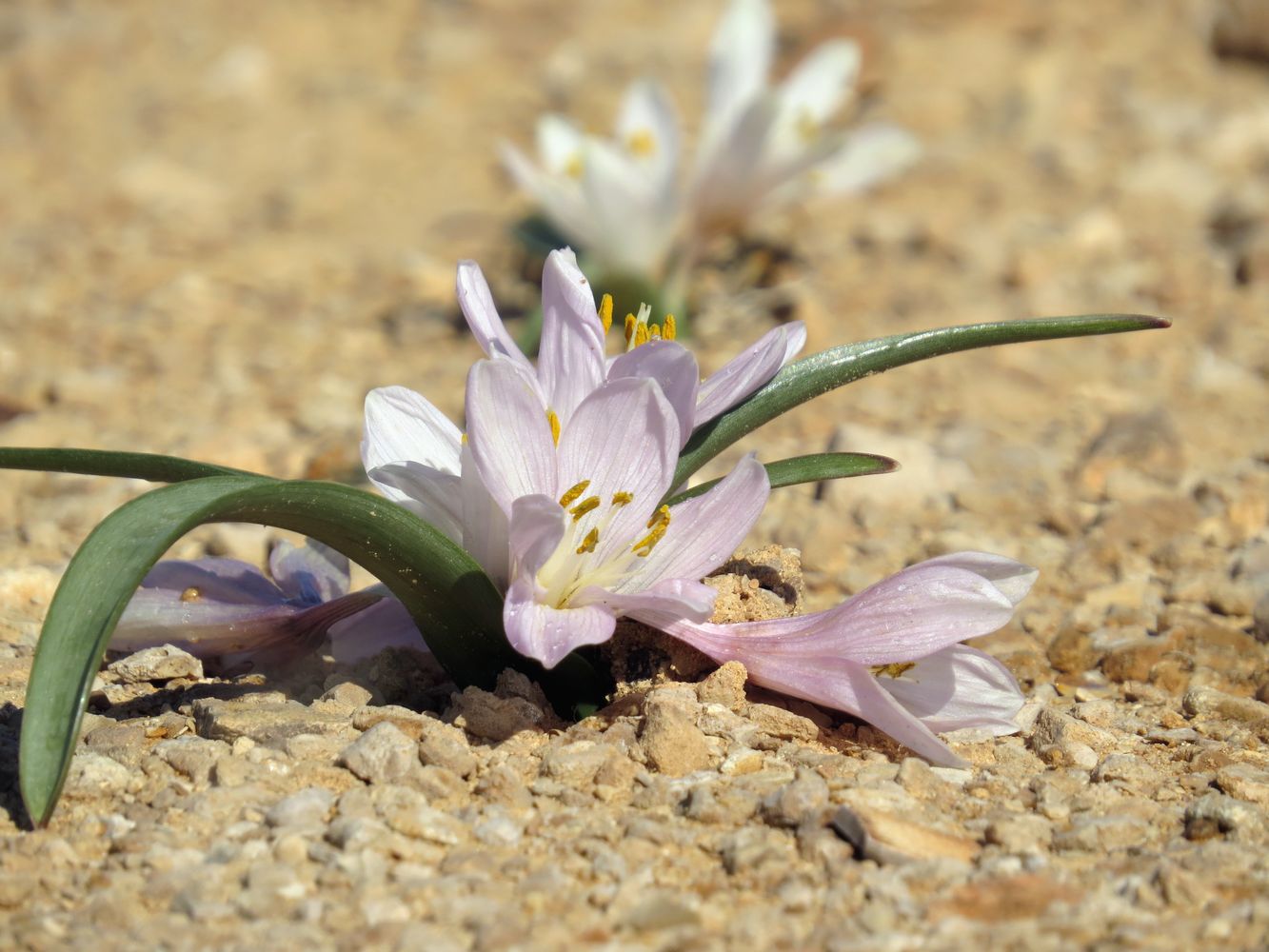 Изображение особи Colchicum ritchiei.