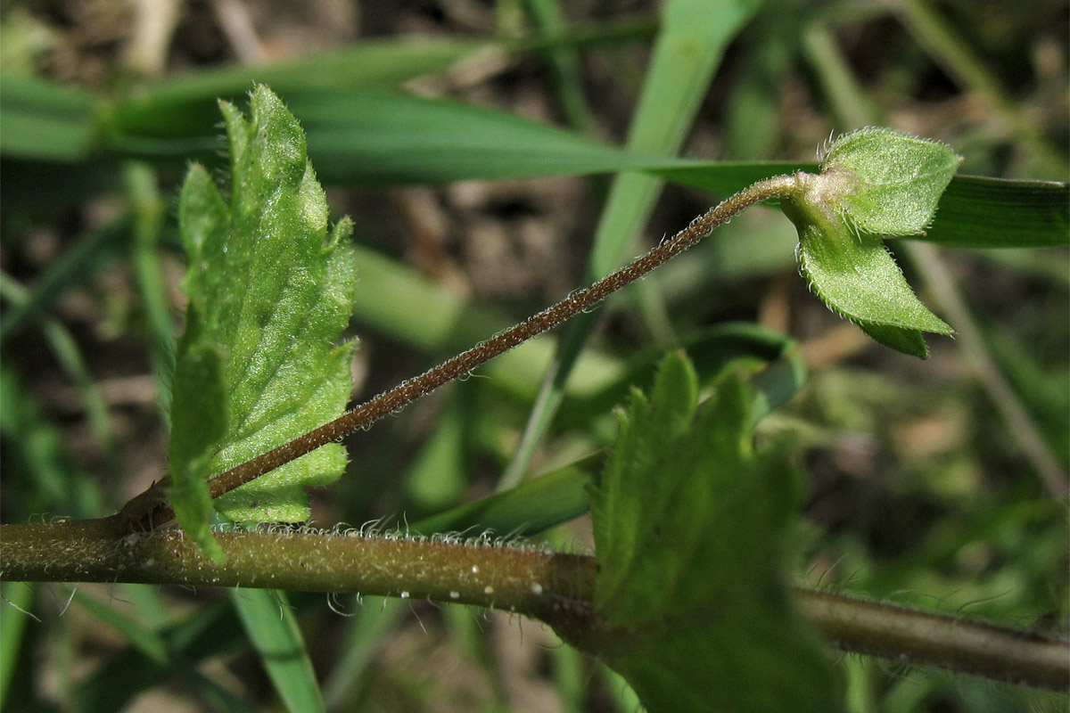Image of Veronica persica specimen.