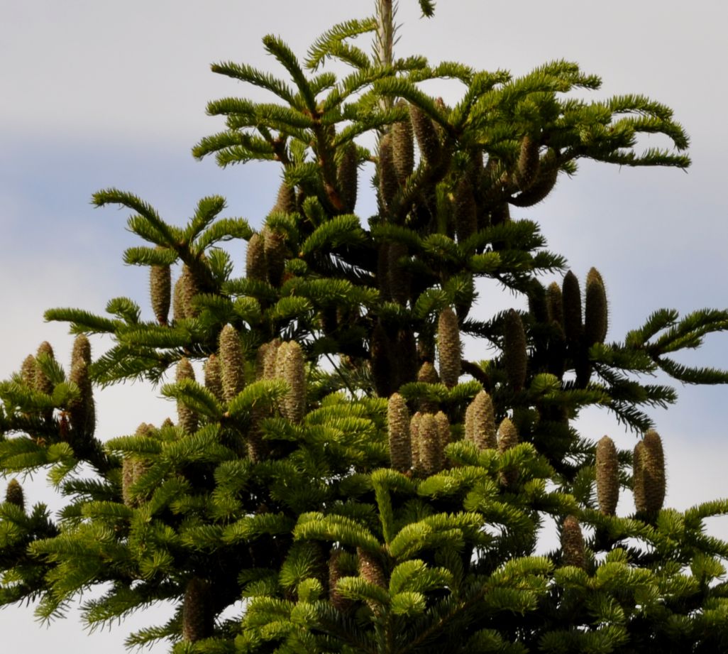 Изображение особи Abies cephalonica.