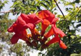 Campsis grandiflora