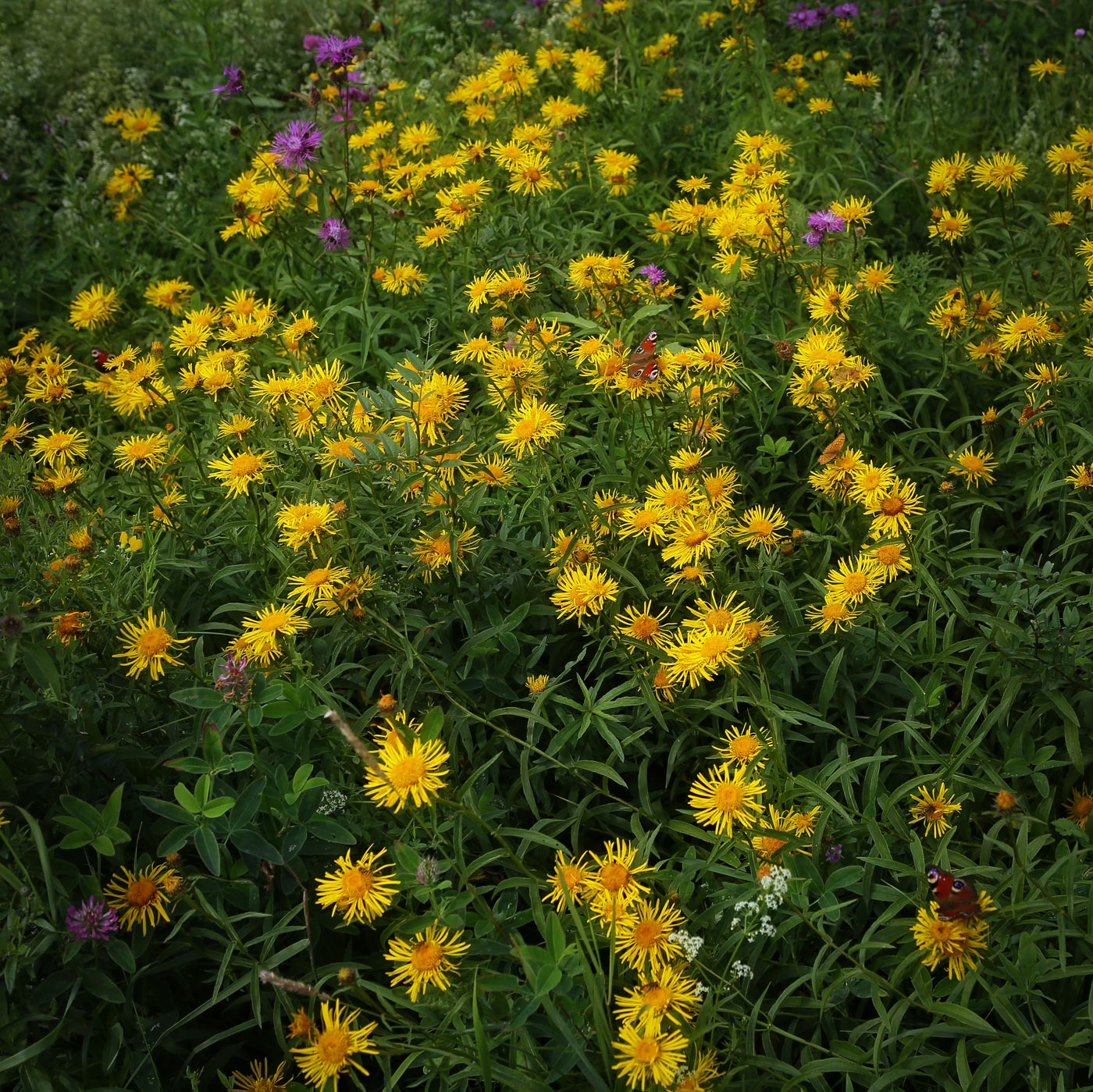 Image of Inula salicina specimen.