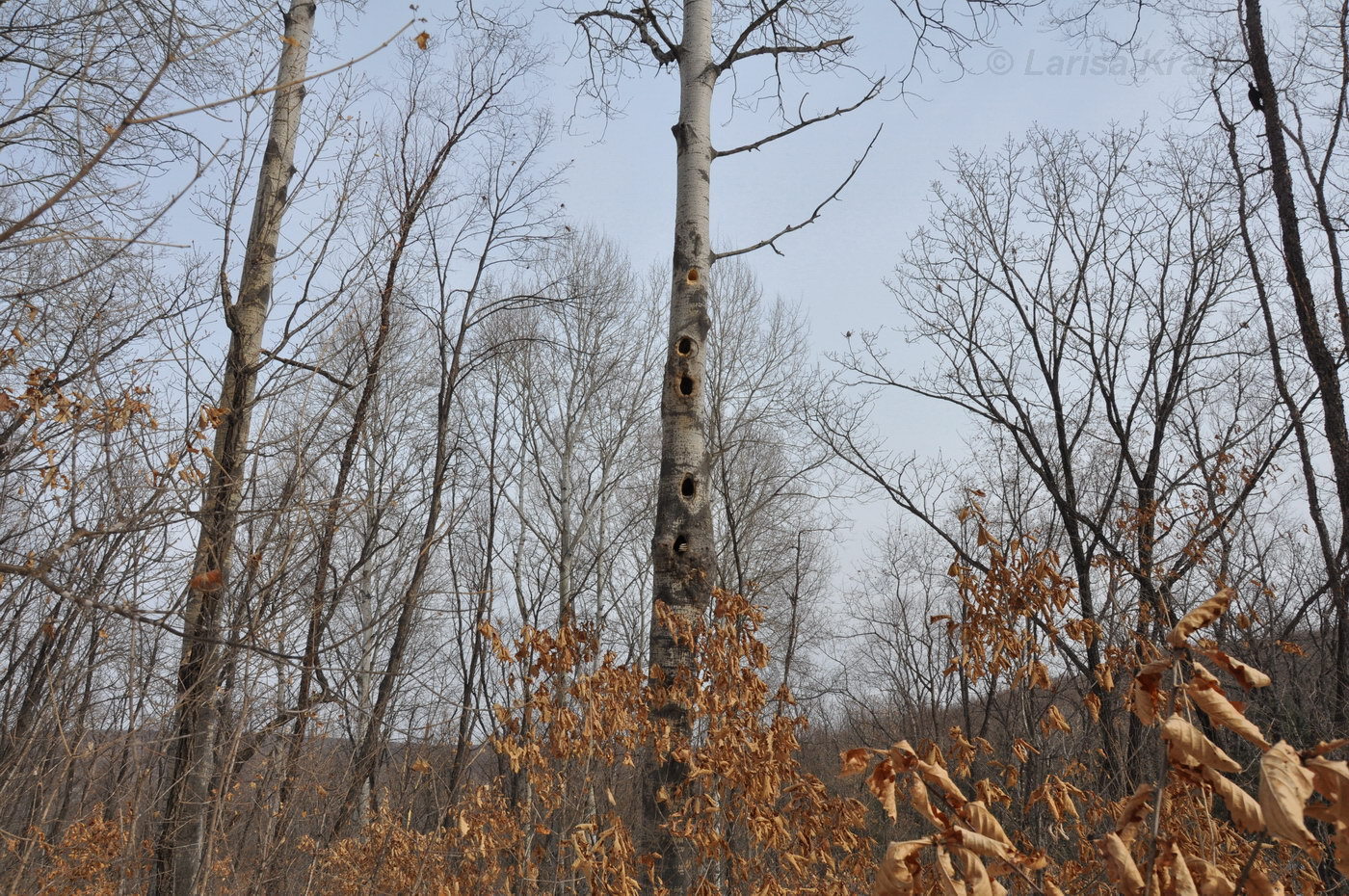 Изображение особи Populus tremula.