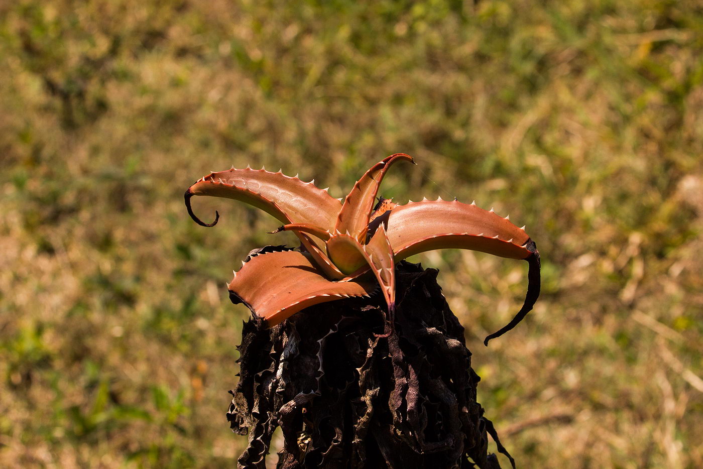 Image of genus Aloe specimen.