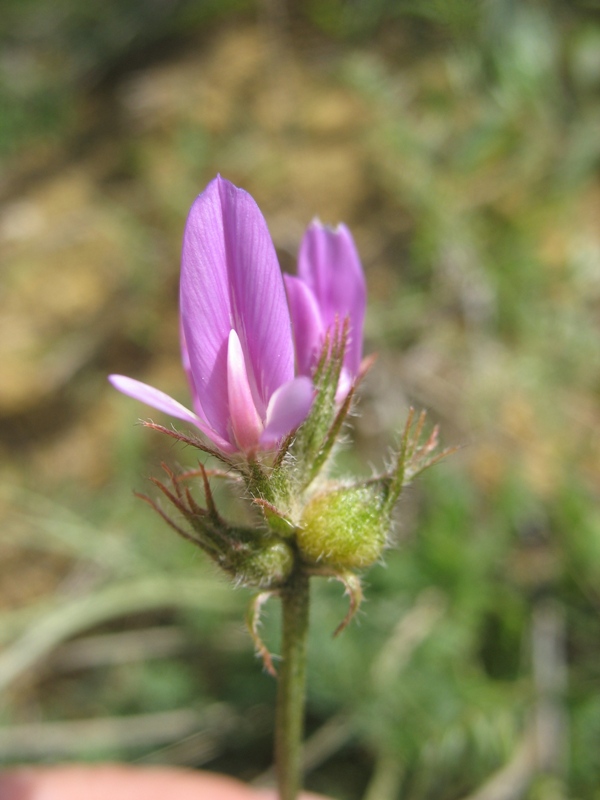 Изображение особи род Astragalus.