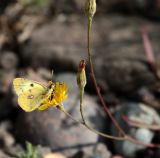 Scorzoneroides autumnalis