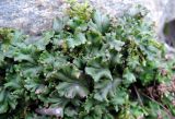 Marchantia polymorpha. Талломы на каменной стенке. Москва, Новогиреево, берег Б. Перовского пруда. 05.04.2017.