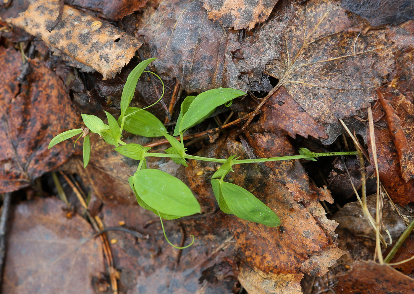 Изображение особи Lathyrus pratensis.