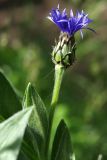 Centaurea montana. Побег с распускающимся соцветием. Ленинградская обл., Всеволожский р-н, окр. пос. Куйвози, садоводство, в культуре. 04.06.2016.