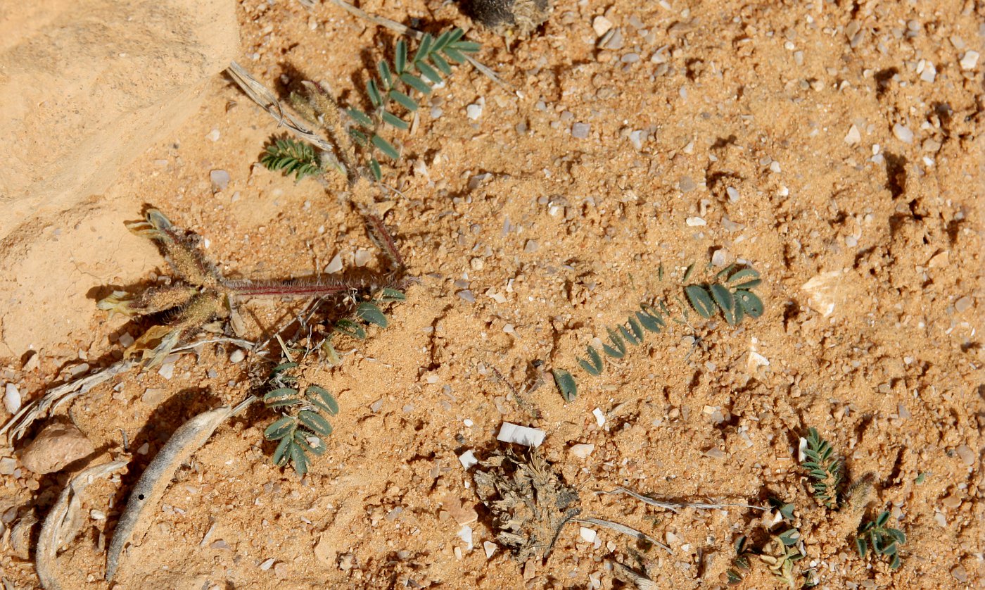 Изображение особи род Astragalus.