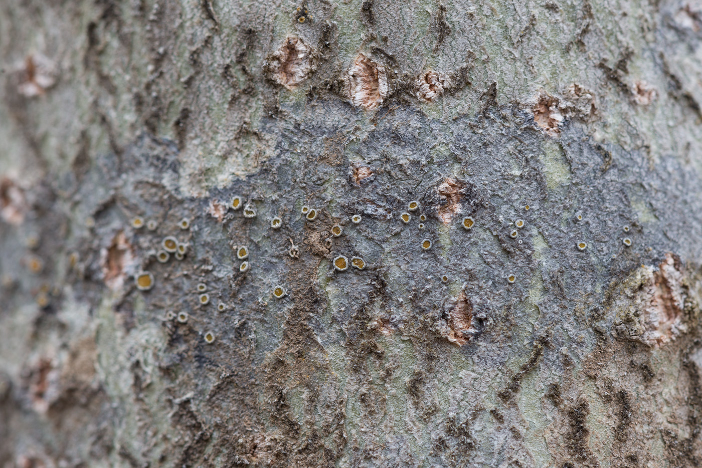 Image of Caloplaca cerina specimen.