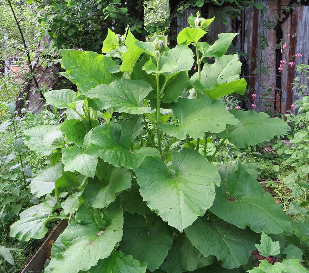 Изображение особи Saussurea costus.