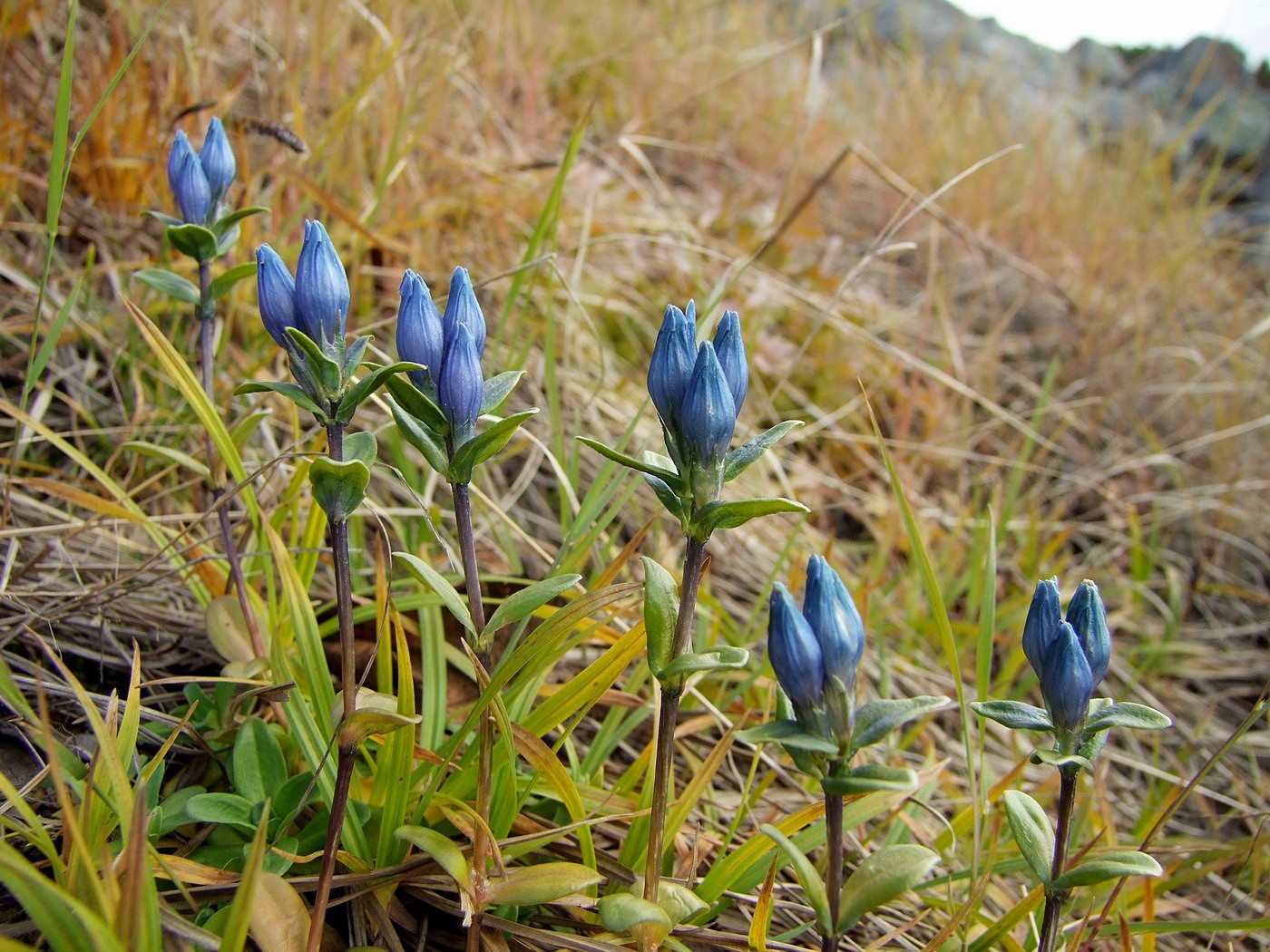 Изображение особи Gentiana glauca.