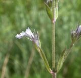 Nepeta parviflora. Часть соцветия. Краснодарский край, сухой южный склон над р. Ея у станицы Шкуринская. 28.05.2017.